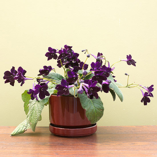 Streptocarpus Streptocarpus
