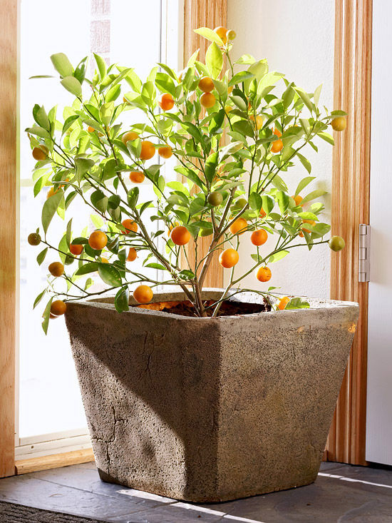 Calamondin orange Calamondin orange
