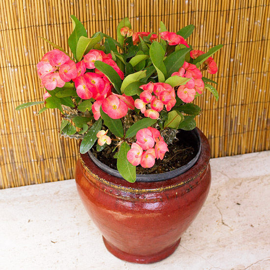 Euphorbia poinsettia