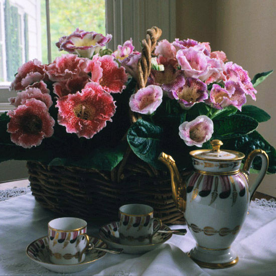 Gloxinia blooms Gloxinia blooms