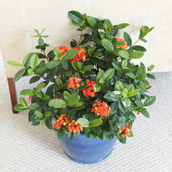 Ixora Ixora