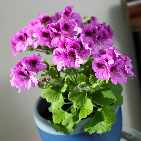 Purple geranium Purple geranium