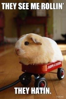 They see me rollin'