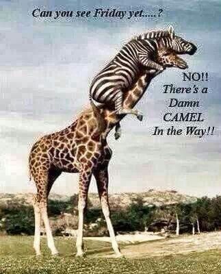 Happy Hump Day Happy Hump Day
