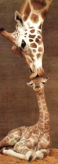giraffe kiss