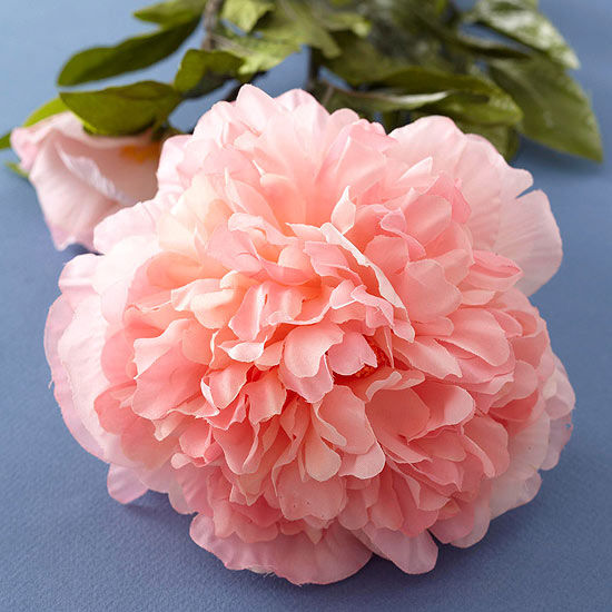 Pink Peonies
