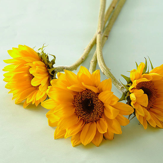 Sunflowers Sunflowers