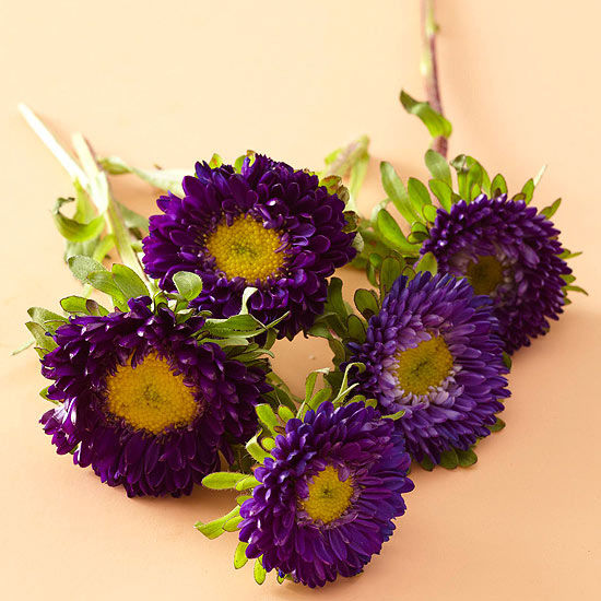Purple asters