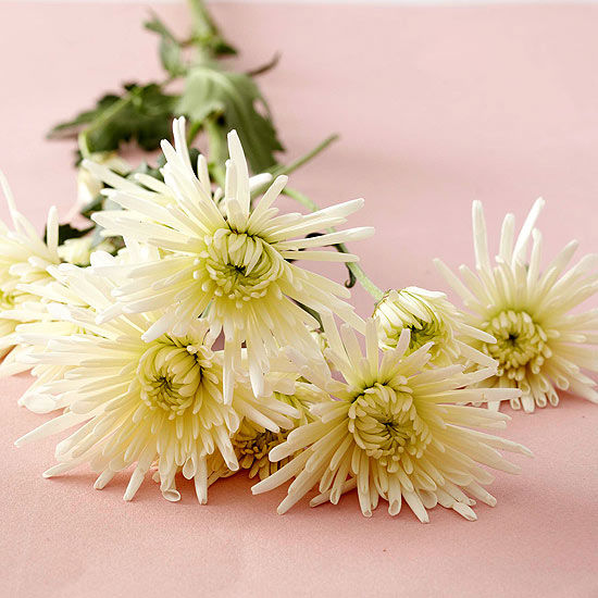 White Chrysanthemums 