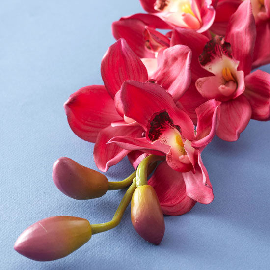 Pink orchids