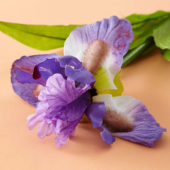 Purple iris