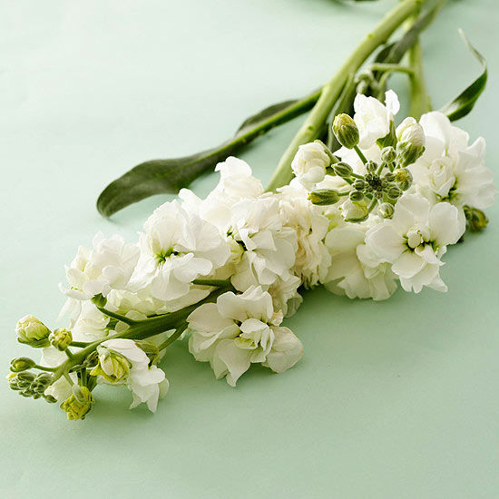 White stock
