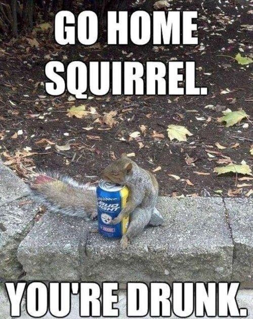 Go Home Squirrell Go Home Squirrell