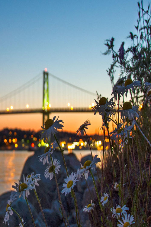 Wildflowers Wildflowers