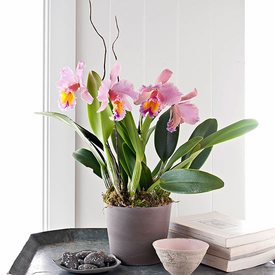 Exotic plant arrangement Exotic plant arrangement
