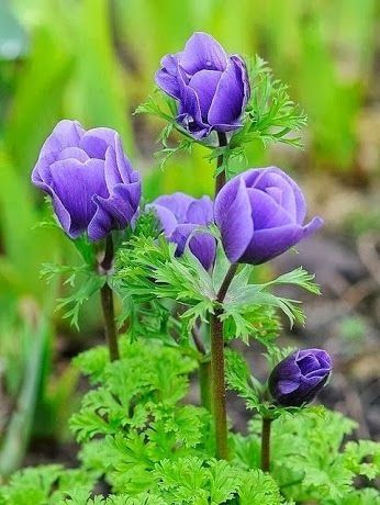 Purple flowers