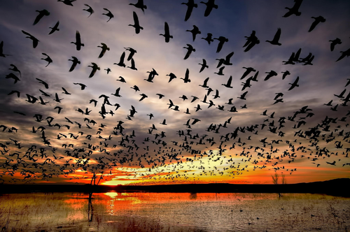 Flock of birds