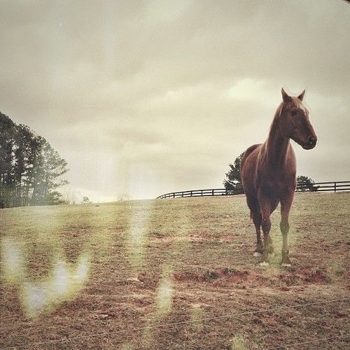 The lone horse