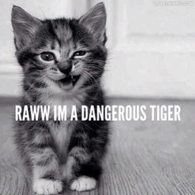 Dangerous Tiger