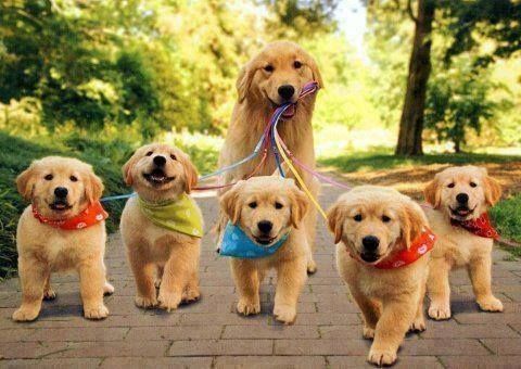 Walking the dogs