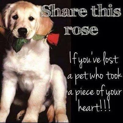 Share this rose