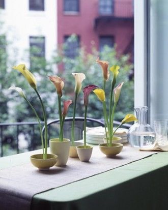 Calla Lilies