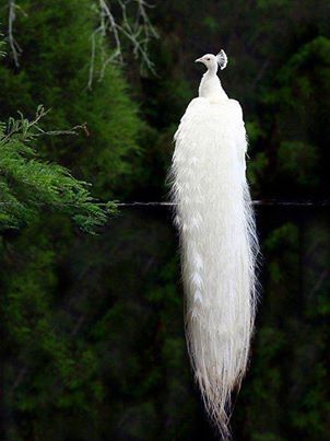 1 Proud Peacock!!