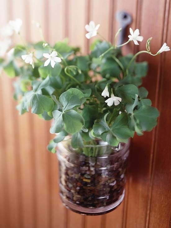Shamrock planter