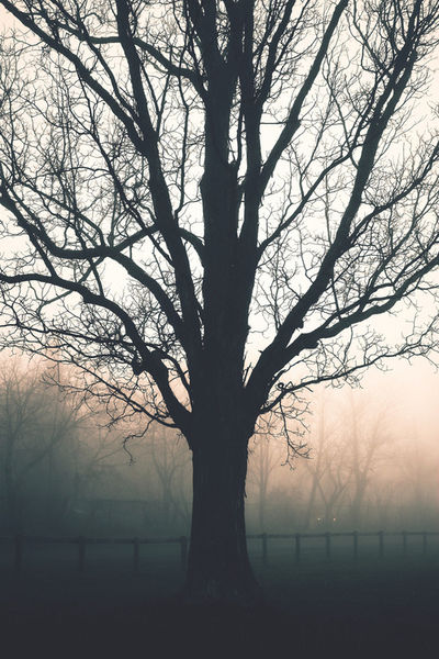 Beauty in the fog Beauty in the fog