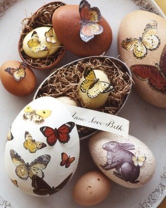Speckles butterfly egg boxes