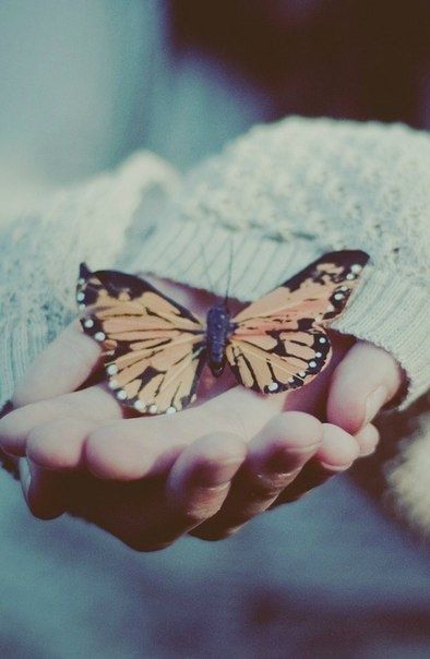 Butterfly 