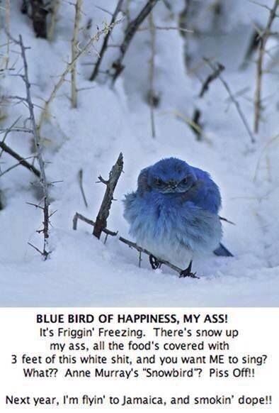 Blue bird Blue bird