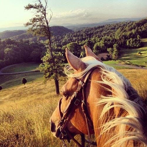 Horse on the horizon Horse on the horizon