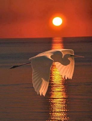 Seagull In The Spotlight!!