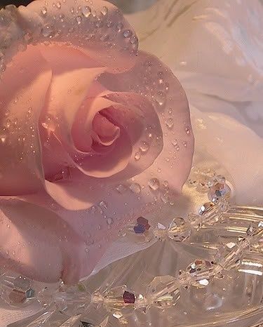 Rose and necklace