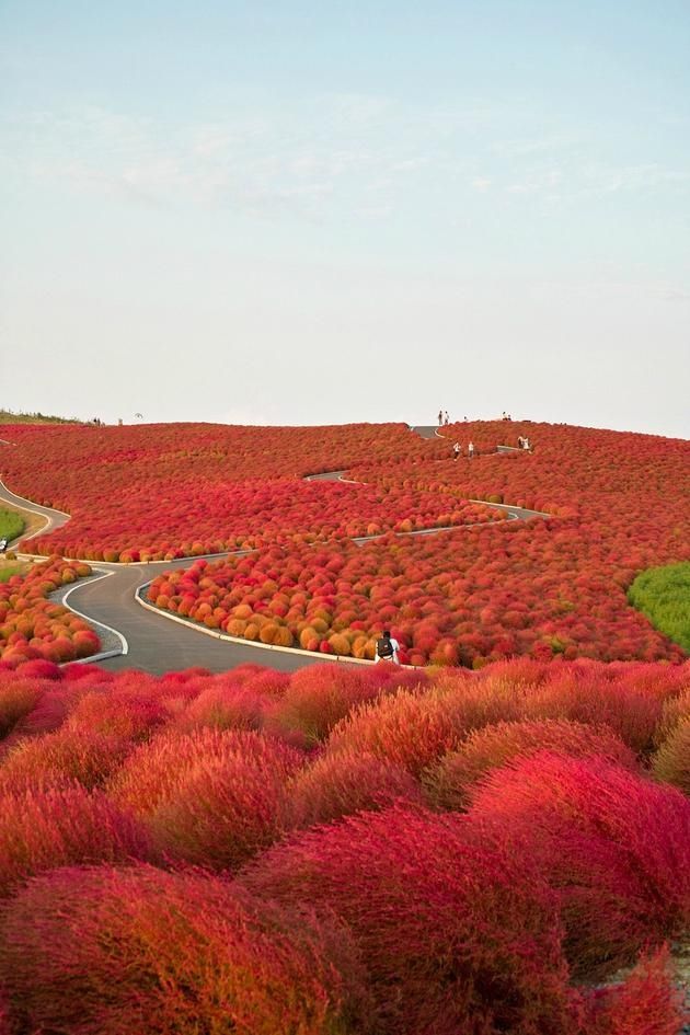 Autumn at Kochia Hill, Japan Autumn at Kochia Hill, Japan