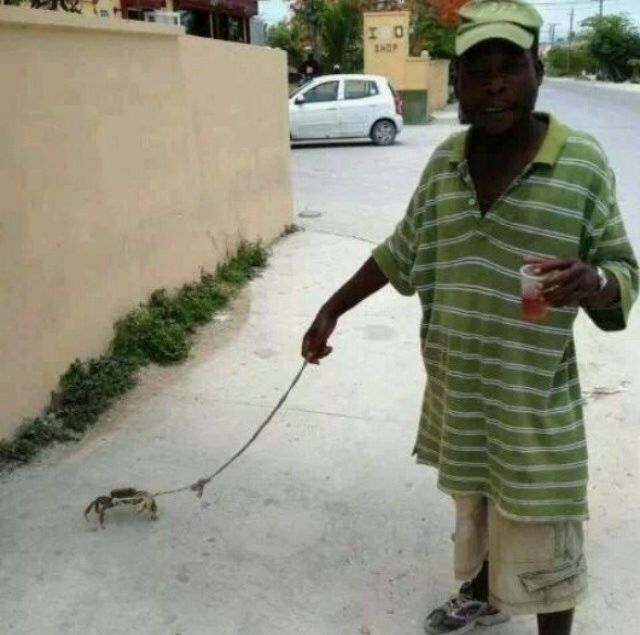 Pet Crab