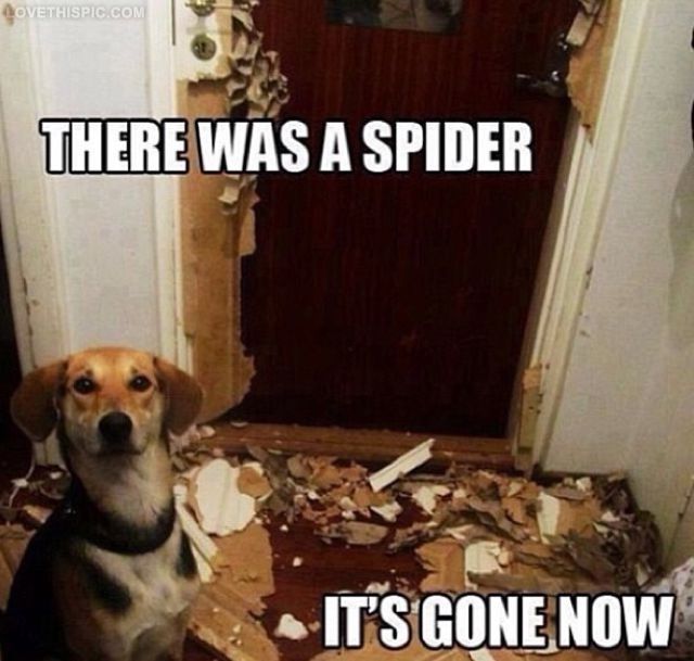 There Was A Spider
