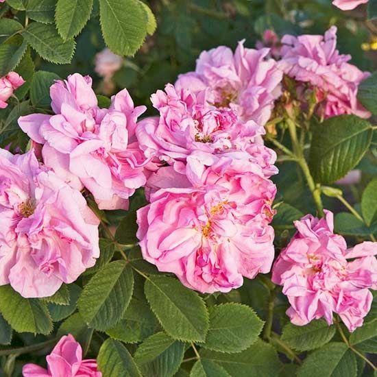 Autumn Damask