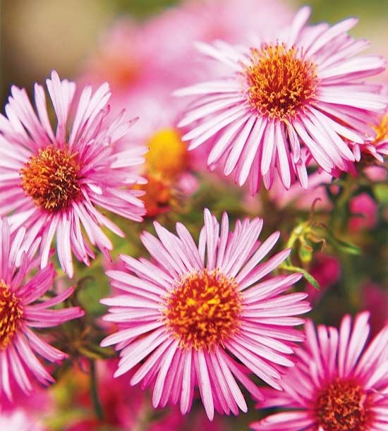 Aster Aster