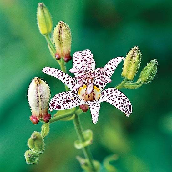 Toad lily Toad lily