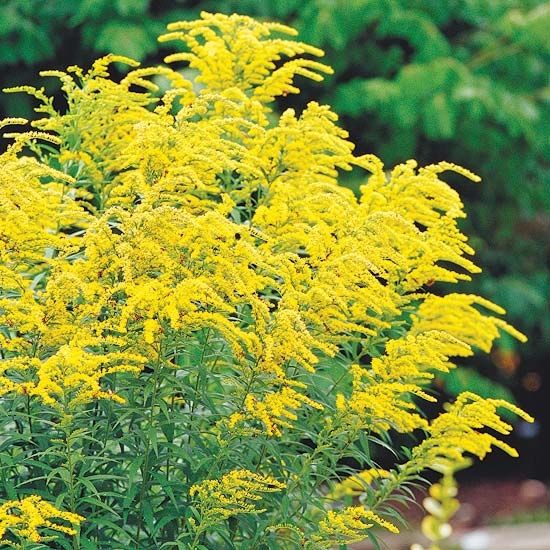 Goldenrod