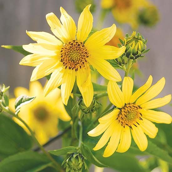 Perennial Sunflower Perennial Sunflower