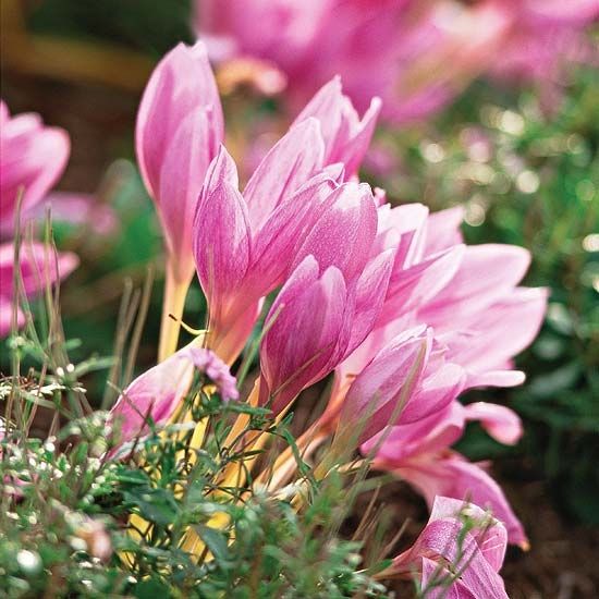 Colchicum