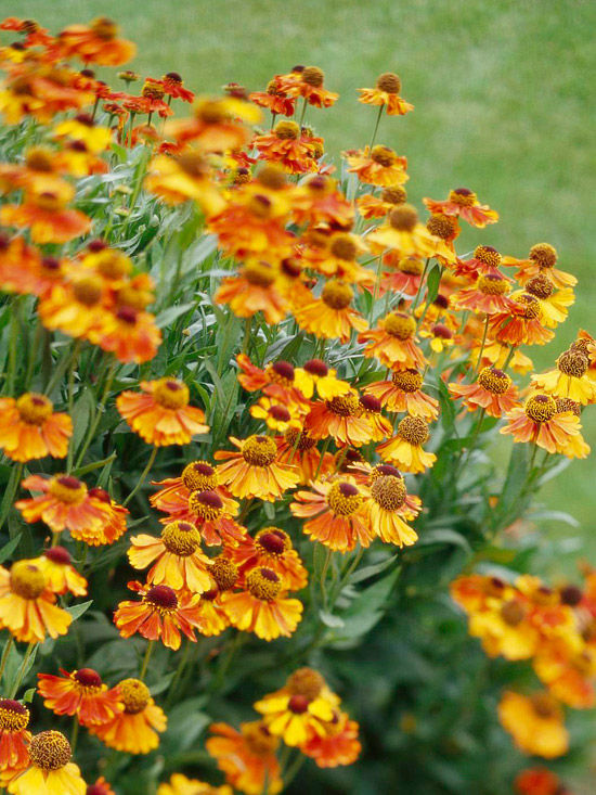 Helenium