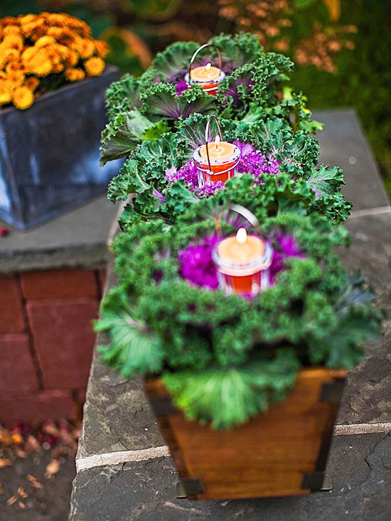 Boxed flowering kale
