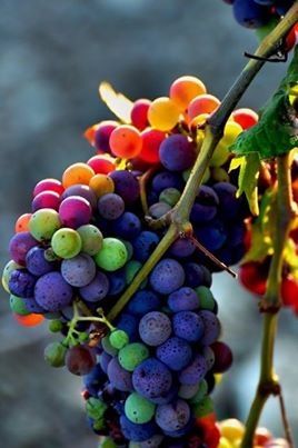 Mixed Seeds=Assorted Grapes!! Mixed Seeds=Assorted Grapes!!