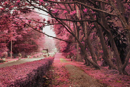 Pink Tree Lined Street Pink Tree Lined Street