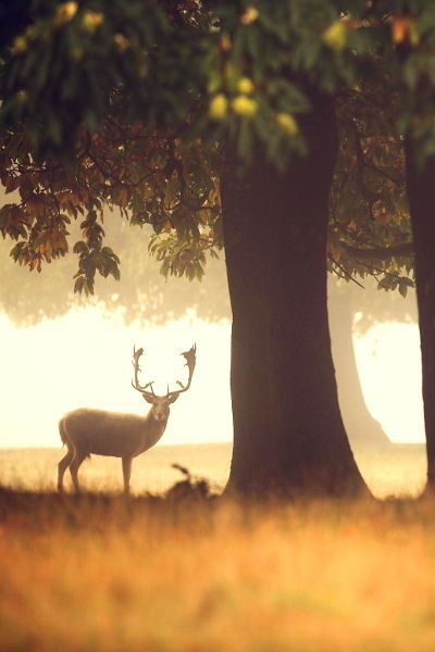 Deep in the forest