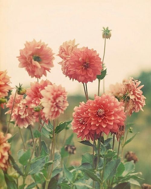 Pink flowers